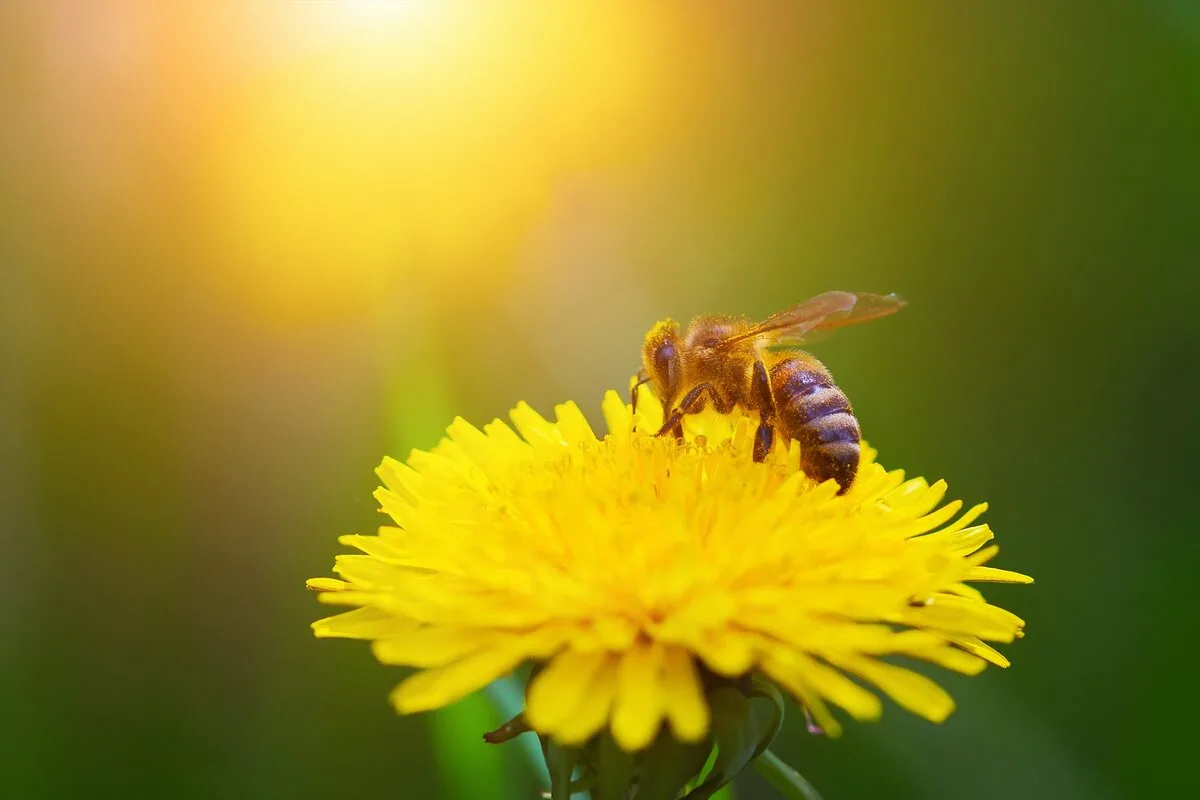 Bees