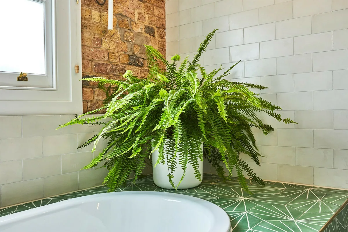 Plants