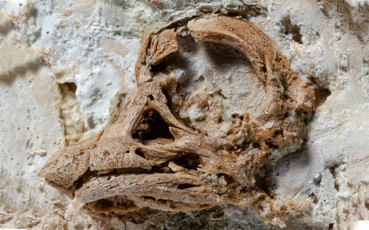 The Remains Of A Dinosaur Preserved In 99-Million-Year-Old Amber Have Been Discovered For The First Time: It Was Going To Be Sold As A Piece Of Jewellery.