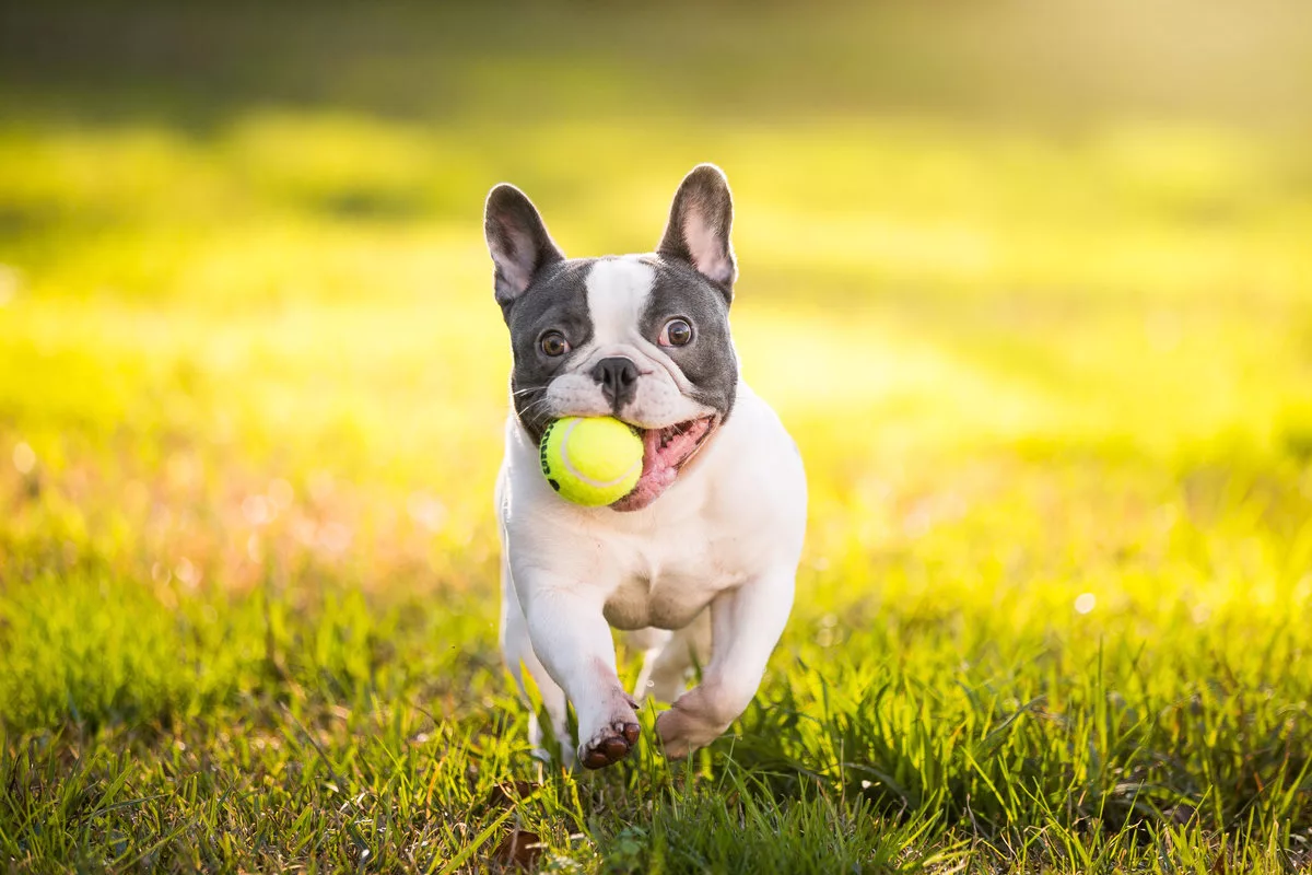 Ball