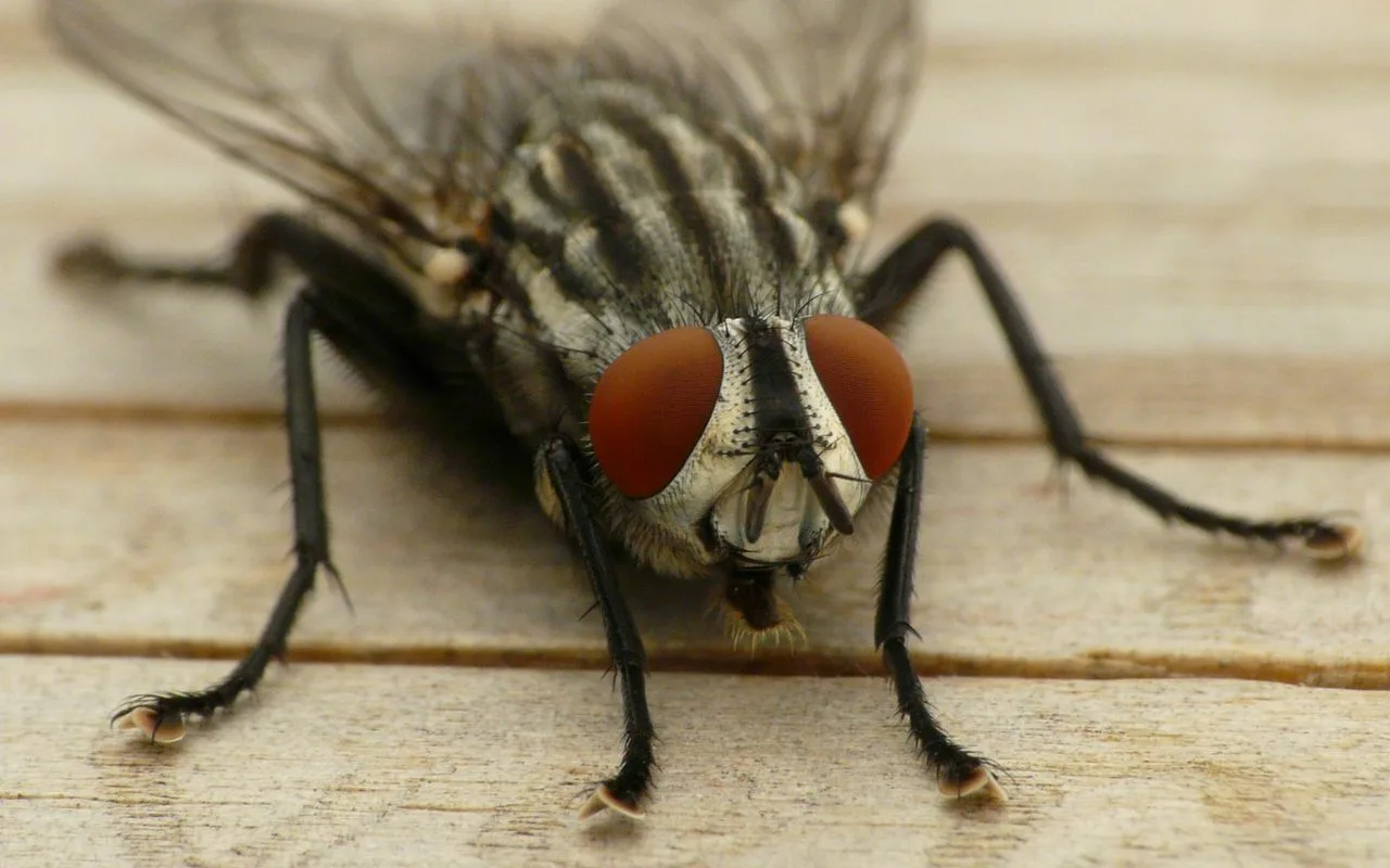 If Flies Are Constantly Buzzing Around Your Kitchen, Here'S How To Get Rid Of Them.