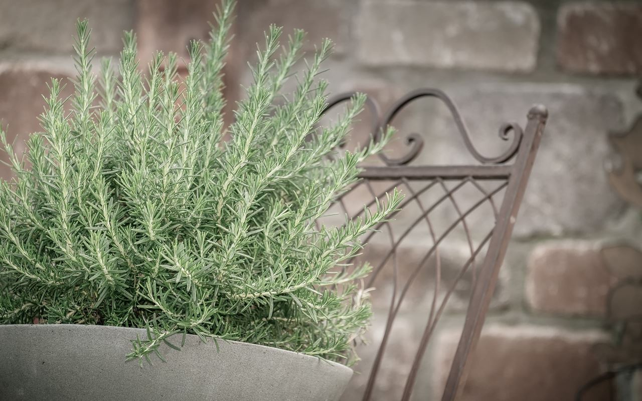 Many People Put A Sprig Of This Popular Plant In The Washing Machine To Keep Their Laundry Fresh And Fragrant For Longer.