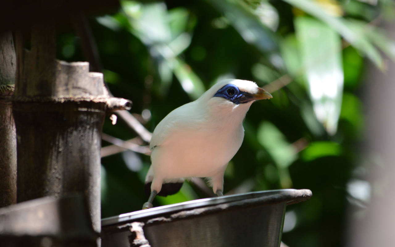 More Than 80 Birds Stolen: ‘I Raised Them, They Even Slept On My Shoulder, They Were Like Children To Me.’