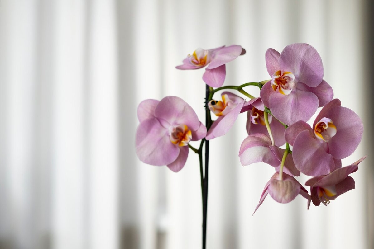 Orchids