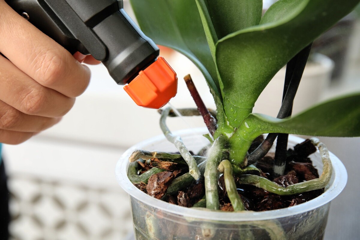 For All Orchids In October — A Must: Add 3 Drops To The Water — And Even An Old Flower Stalk Will Wake Up And Stretch Upwards