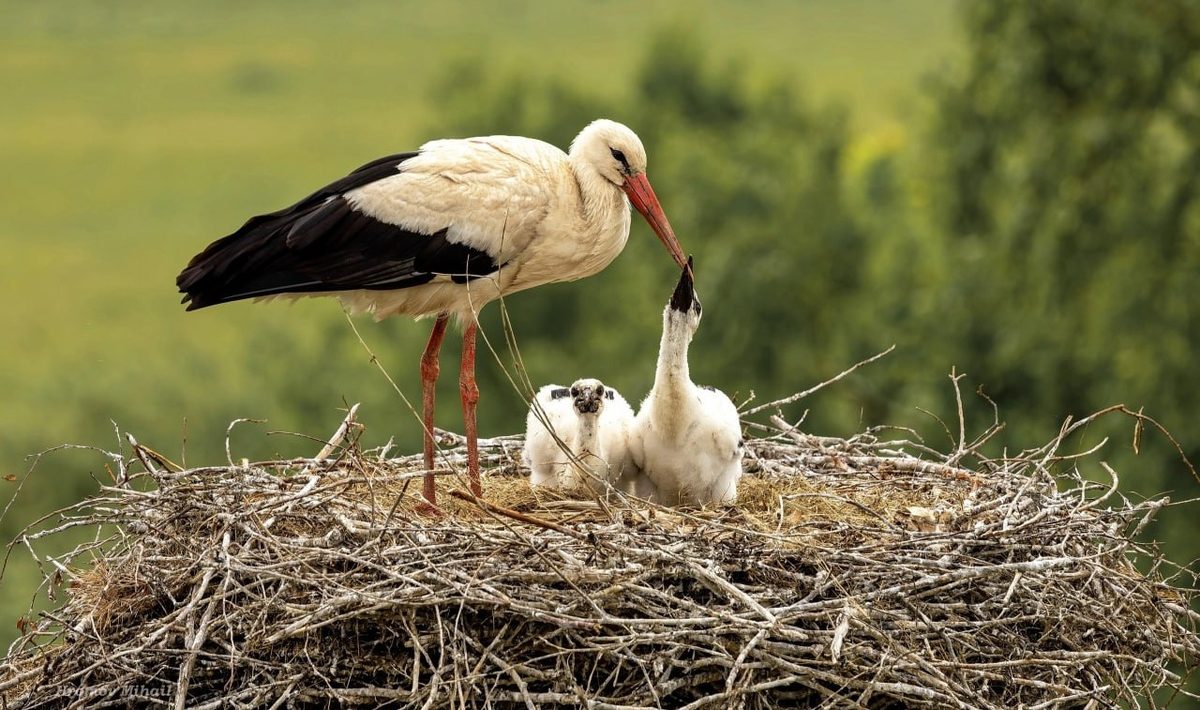 Stork