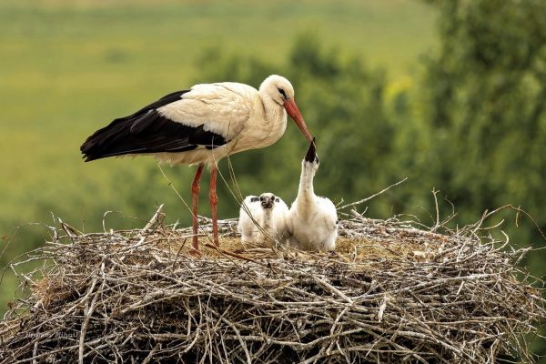 Stork