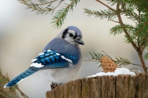 This Small Bird With Its Bright Colours Returns In October, And A Simple Gesture Is All It Takes To Keep It In Your Garden.