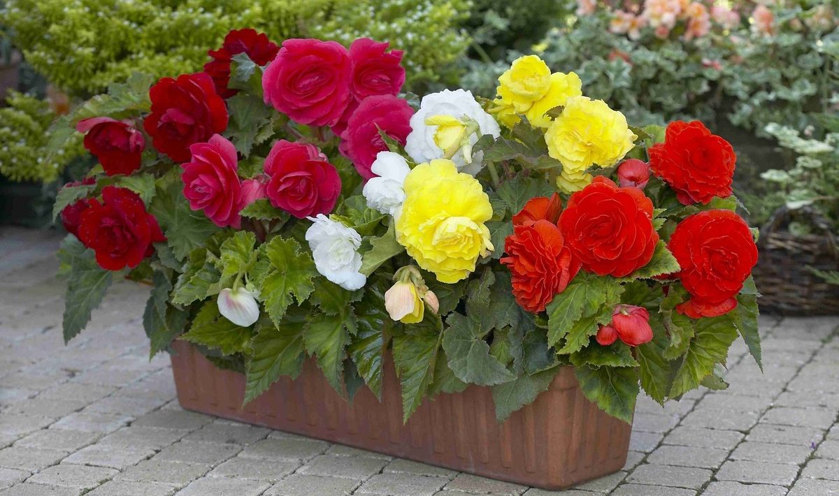 Flowers