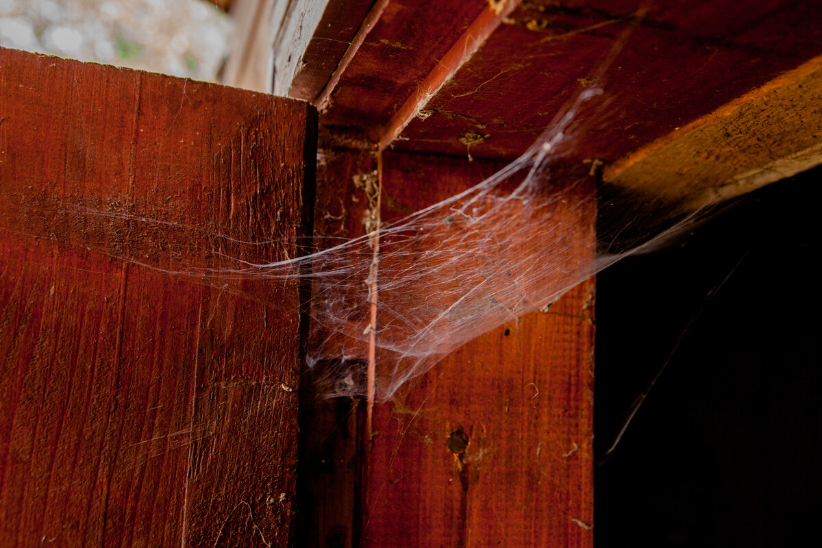 How To Deal With Cobwebs In Your Home: Simple And Effective Methods