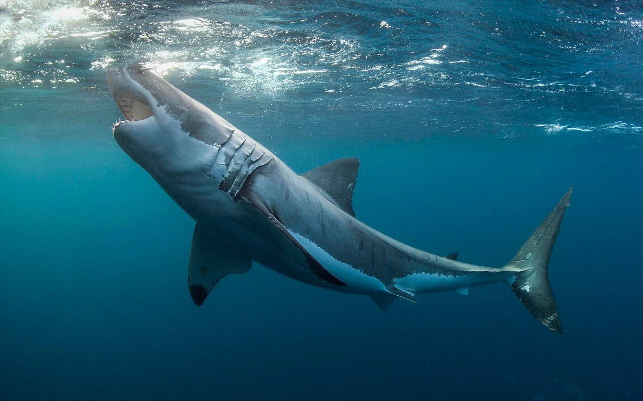 Monstrous Sea Predators, Ancestors Of Sharks, Emerge From The Largest Cave In The World: They Had Been Buried For 325 Million Years.
