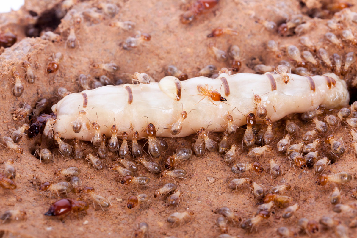 Termite