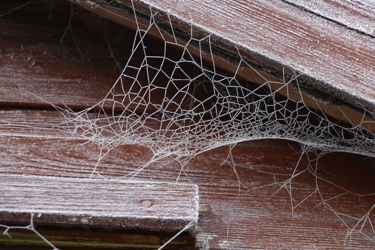 Cobwebs