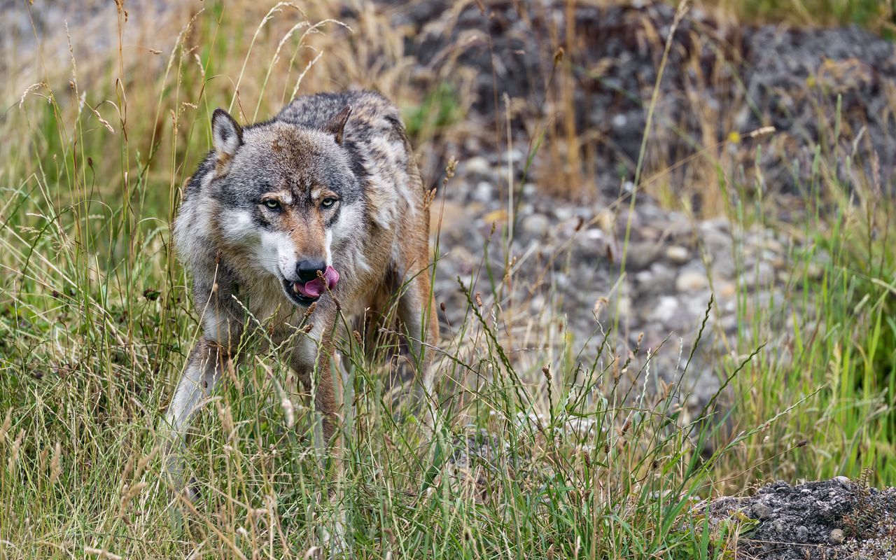 Scientists Are Amazed: Wolves Have Returned To Yellowstone, And Trees Have Appeared For The First Time In 80 Years.